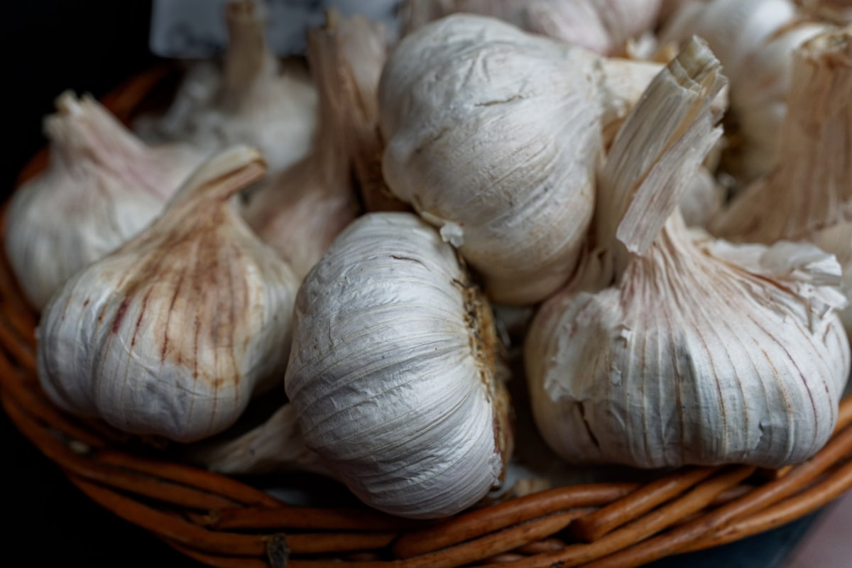 Polvere di aglio disidratato